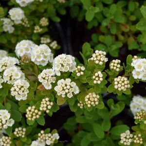 Spiraea nipponica 'Snowmound' 30-40 cm